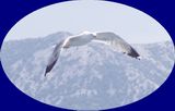 Galeb