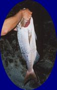 Il pesce "Zubatac"